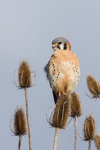American kestrel scanning the nearby grassland for a potential meal Art Print
